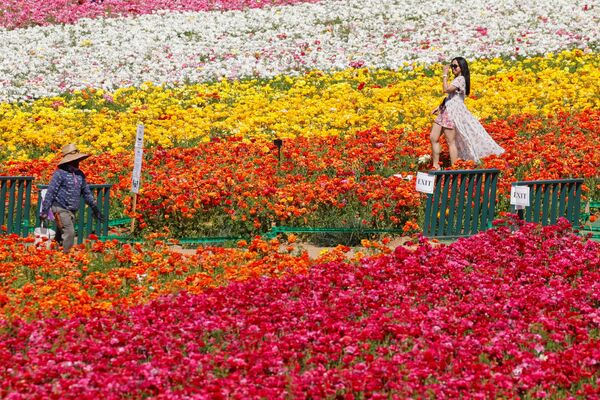 الزوار بين أزهار حوذان (Ranunculus) في حديقة ذا فلاور فيلدز في كارلسباد، ولاية كاليفورنيا، الولايات المتحدة 31 مارس 2021 - سبوتنيك عربي