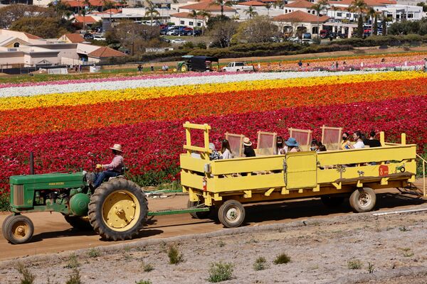 الزوار بين أزهار حوذان (Ranunculus) في حديقة ذا فلاور فيلدز في كارلسباد، ولاية كاليفورنيا، الولايات المتحدة 31 مارس 2021 - سبوتنيك عربي