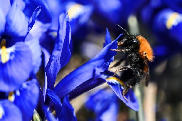 نحلة وأزهار في حديقة موزيون على ضفة نهر موسكو في موسكو، روسيا 11 أبريل 2021 - سبوتنيك عربي