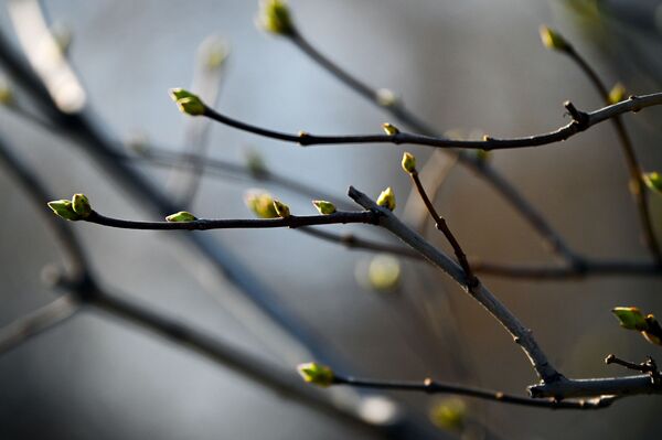 أغصان الأشجار في حديقة ألكسندر في موسكو، روسيا 11 أبريل 2021 - سبوتنيك عربي