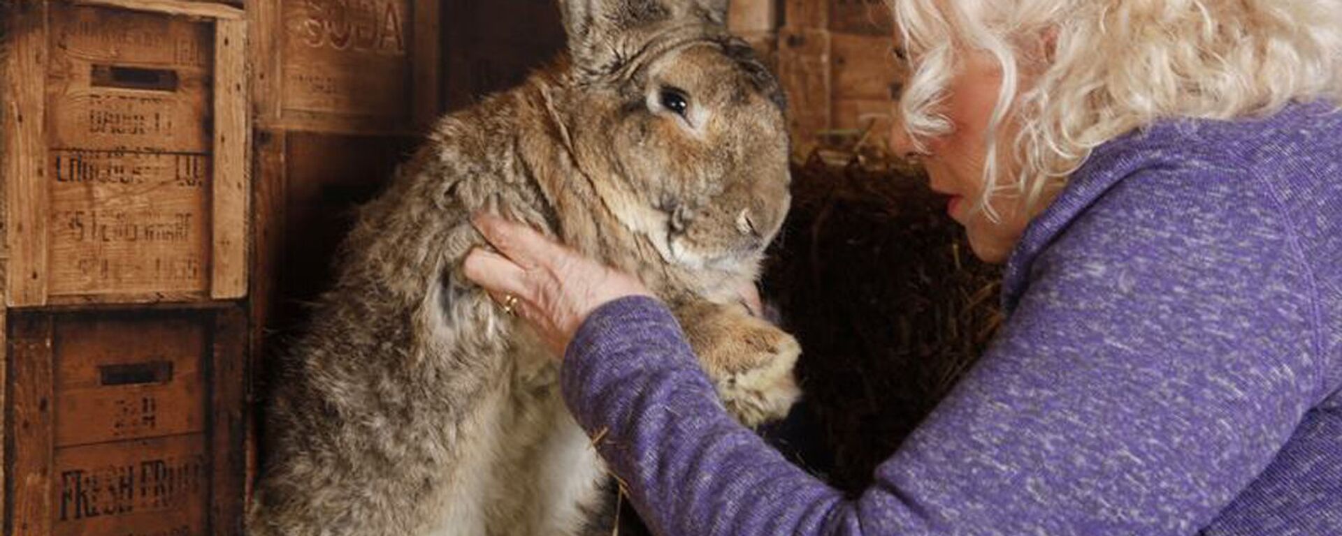 أضخم أرنب في العالم - سبوتنيك عربي, 1920, 13.04.2021