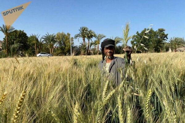 انطلاق موسم حصاد القمح في مصر - سبوتنيك عربي