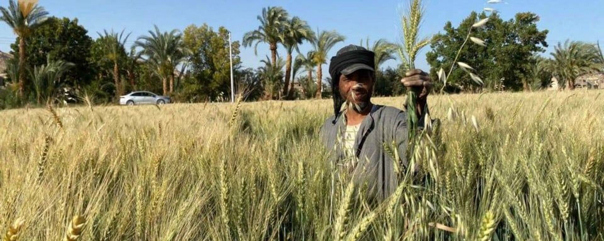 انطلاق موسم حصاد القمح في مصر - سبوتنيك عربي, 1920, 17.06.2023