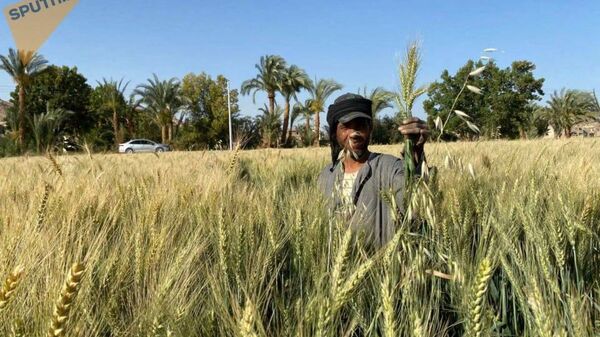 انطلاق موسم حصاد القمح في مصر - سبوتنيك عربي