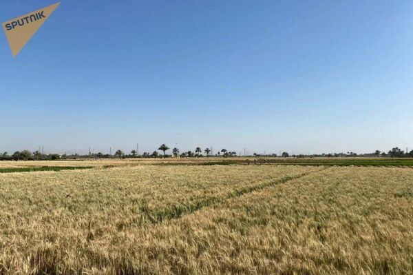 انطلاق موسم حصاد القمح في مصر - سبوتنيك عربي