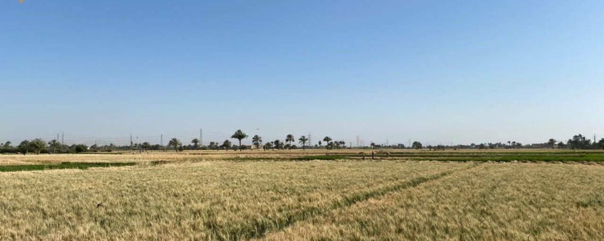 انطلاق موسم حصاد القمح في مصر - سبوتنيك عربي, 1920, 02.06.2022
