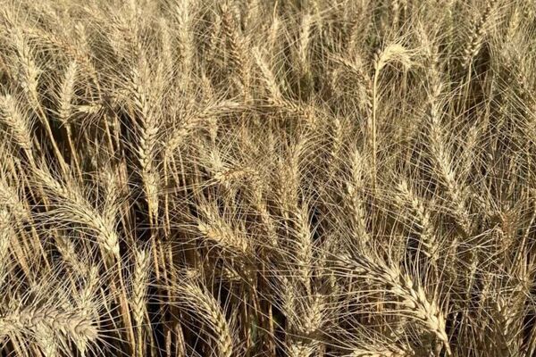 انطلاق موسم حصاد القمح في مصر - سبوتنيك عربي