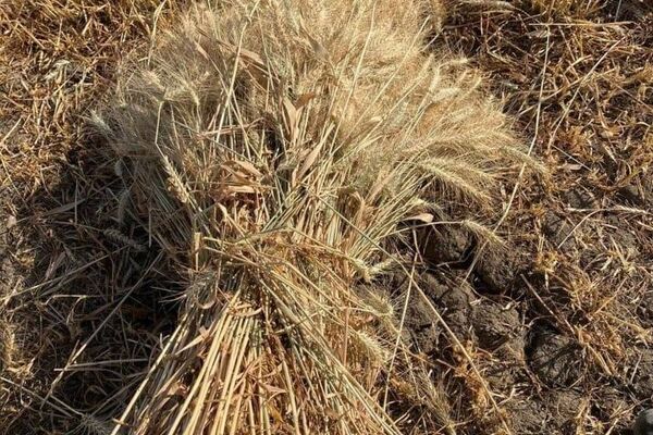 انطلاق موسم حصاد القمح في مصر - سبوتنيك عربي