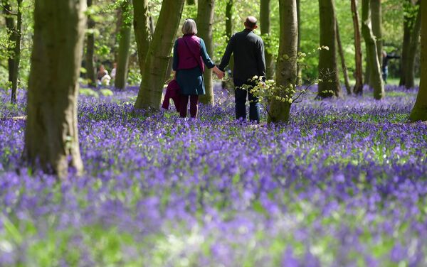 غابة تغطيها نبات صفير غير سكريبتا الذي يتميز بأزهار رزقاء اللون، في إيبينغ فورست في لندن، بريطانيا، 27 أبريل 2021 - سبوتنيك عربي