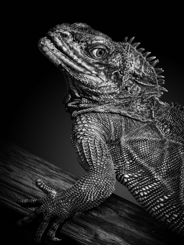 إحدى الأعمال المصورة للمصور الروسي ميخائيل كيراكوسيان، ضمن مشروع فني مصور بعنوان نحن نشبهكم، أبطالها حيوانات حديقة موسكو، أبريل 2021 - سبوتنيك عربي