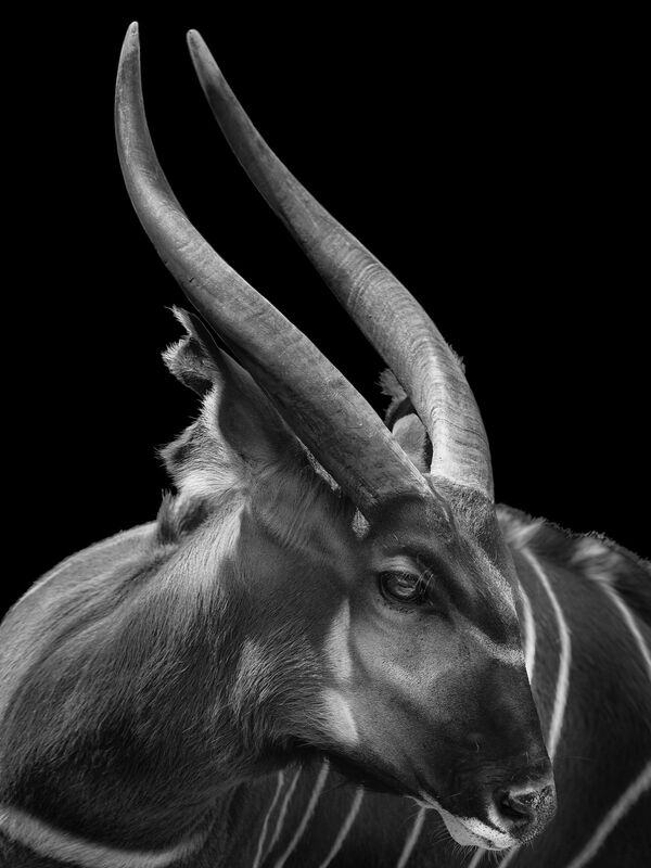 إحدى الأعمال المصورة للمصور الروسي ميخائيل كيراكوسيان، ضمن مشروع فني مصور بعنوان نحن نشبهكم، أبطالها حيوانات حديقة موسكو، أبريل 2021 - سبوتنيك عربي