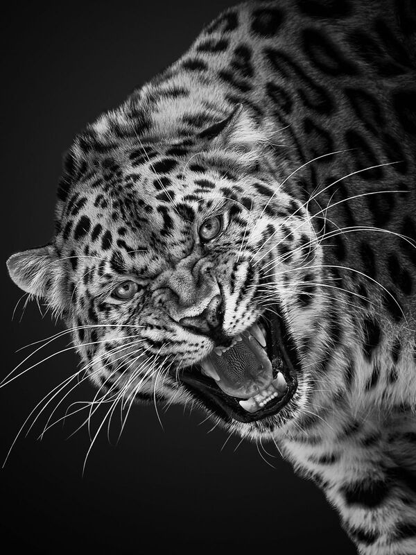 إحدى الأعمال المصورة للمصور الروسي ميخائيل كيراكوسيان، ضمن مشروع فني مصور بعنوان نحن نشبهكم، أبطالها حيوانات حديقة موسكو، أبريل 2021 - سبوتنيك عربي