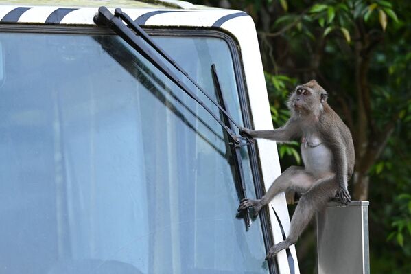 قرد بري يجلس على المرآة الجانبية للترام أثناء رحلة سفاري ليلية في سنغافورة 10 مايو 2021 - سبوتنيك عربي