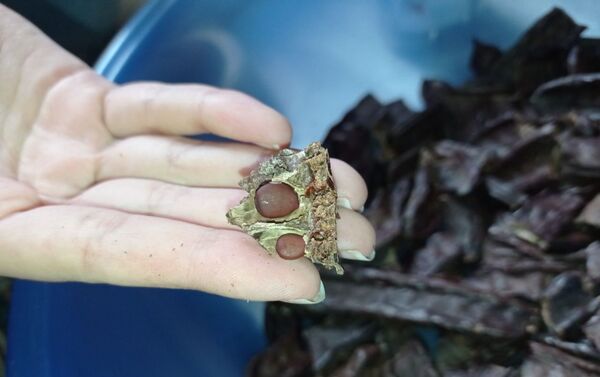 طلاب سوريون يتأهلون لـ نوبل الطلاب في لندن بعد تحويل الخرنوب إلى شوكولاتة طلاب سوريون يتأهلون لـ نوبل الطلاب في لندن بعد تحويل الخرنوب إلى شوكولاتة - سبوتنيك عربي