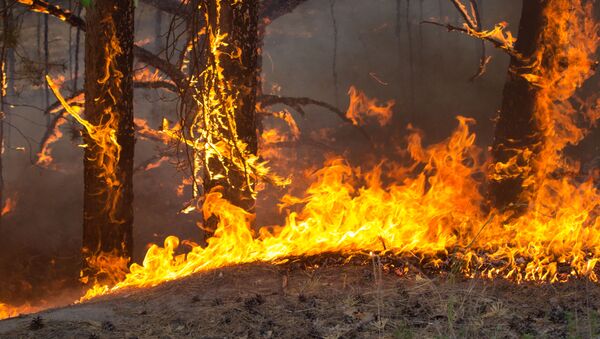 حرائق الغابات في منطقة تيومين، روسيا 15مايو 2021 - سبوتنيك عربي