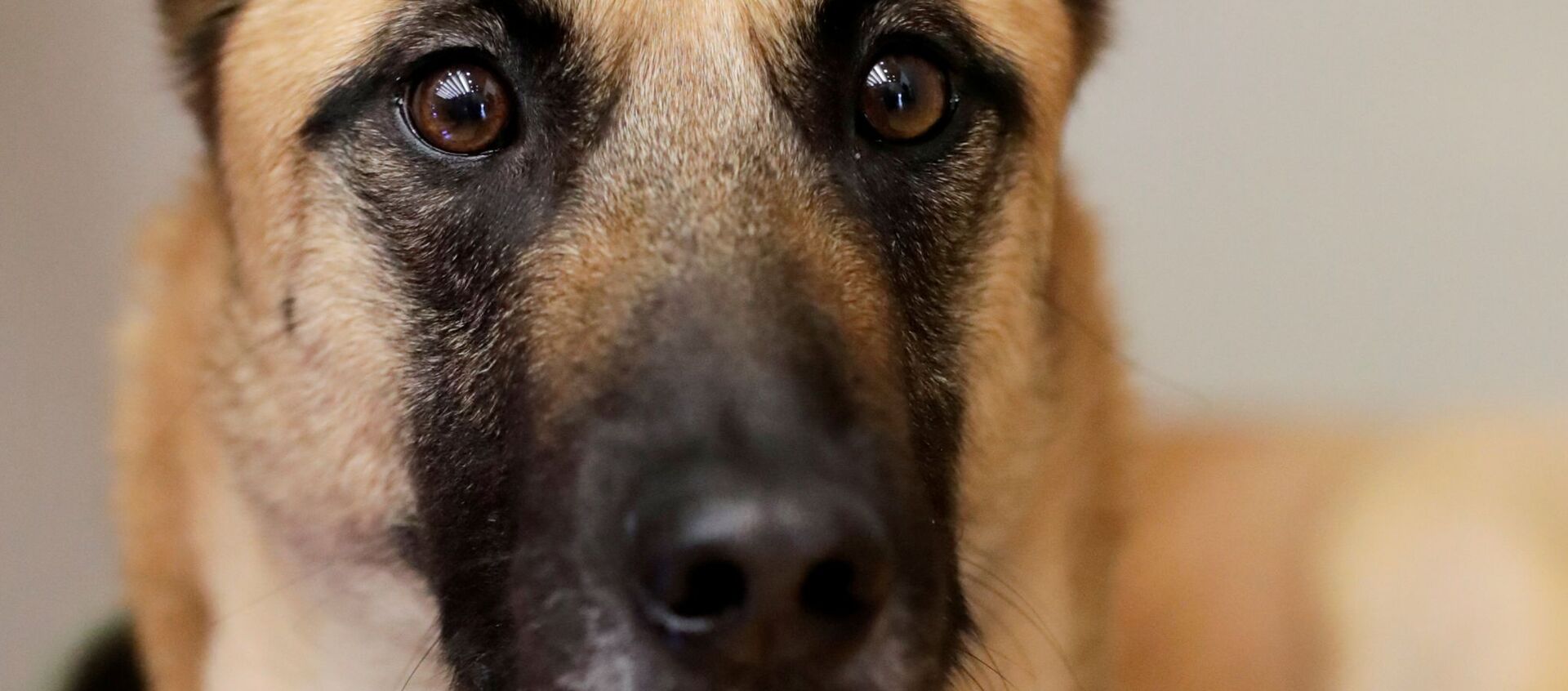 تدريب الكلاب للكشف عن فيروس كورونا (كوفيد-19) في هانوفر، ألمانيا 3 فبراير 2021 - سبوتنيك عربي, 1920, 15.06.2021