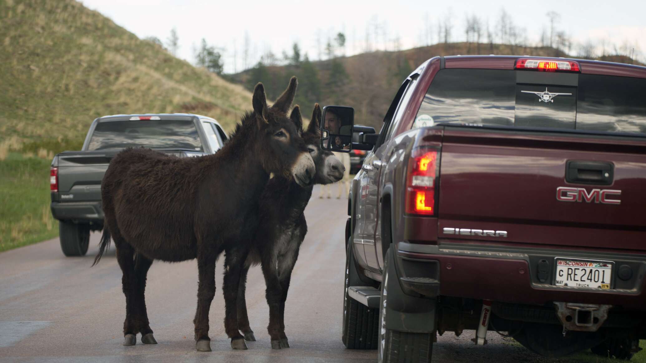 "الإنتربول" يضبط 30 ألف حيوان حي في عملية دولية ضد الاتجار بالحياة البرية