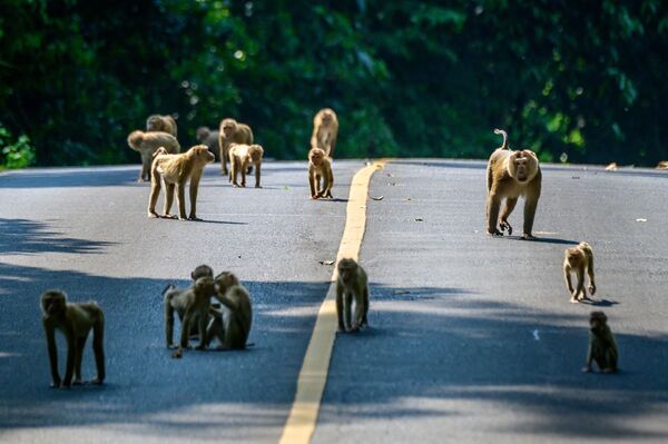 مجموعة من قردة المكاك تسير على طريق في حديقة كاخاو ياي في بانكوك، تايلاند 23 مارس 2021 - سبوتنيك عربي