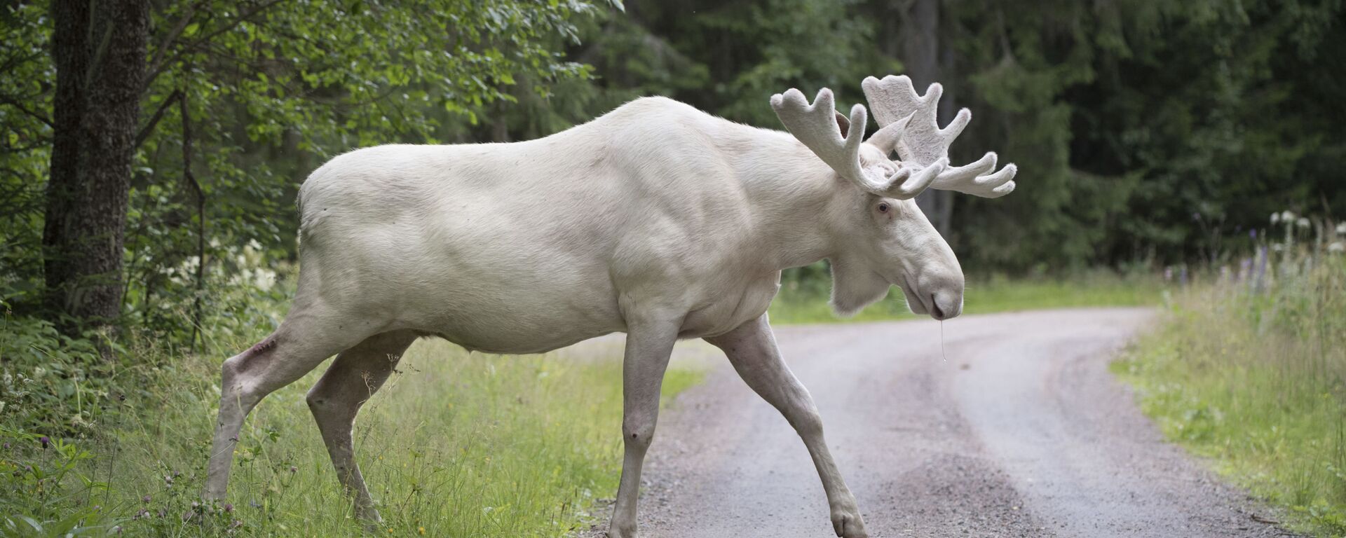 Редкий белый лось в Гуннарскоге, графство Вермланд, Швеция - سبوتنيك عربي, 1920, 05.09.2021