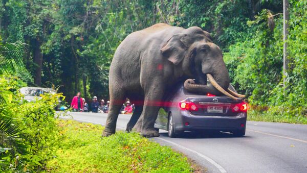 فيل بري يوقف سيارة على طريق في حديقة كخاو ياي الوطنية في مقاطعة ناخون راتشاسيما في تايلاند، 29 أكتوبر 2019. - سبوتنيك عربي