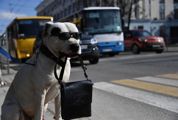 كلب يرتدي نظارة شمسية يحمل حقيبة بين أسنانه عند معبر للمشاة في سيمفيروبول، شبه جزيرة القرم الروسية، 18 مارس 2019 - سبوتنيك عربي