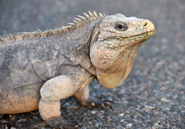 حيوان الإغوانة يسير في قاعدة غوانتانامو البحرية في كويا، 9 أبريل 2014 - سبوتنيك عربي