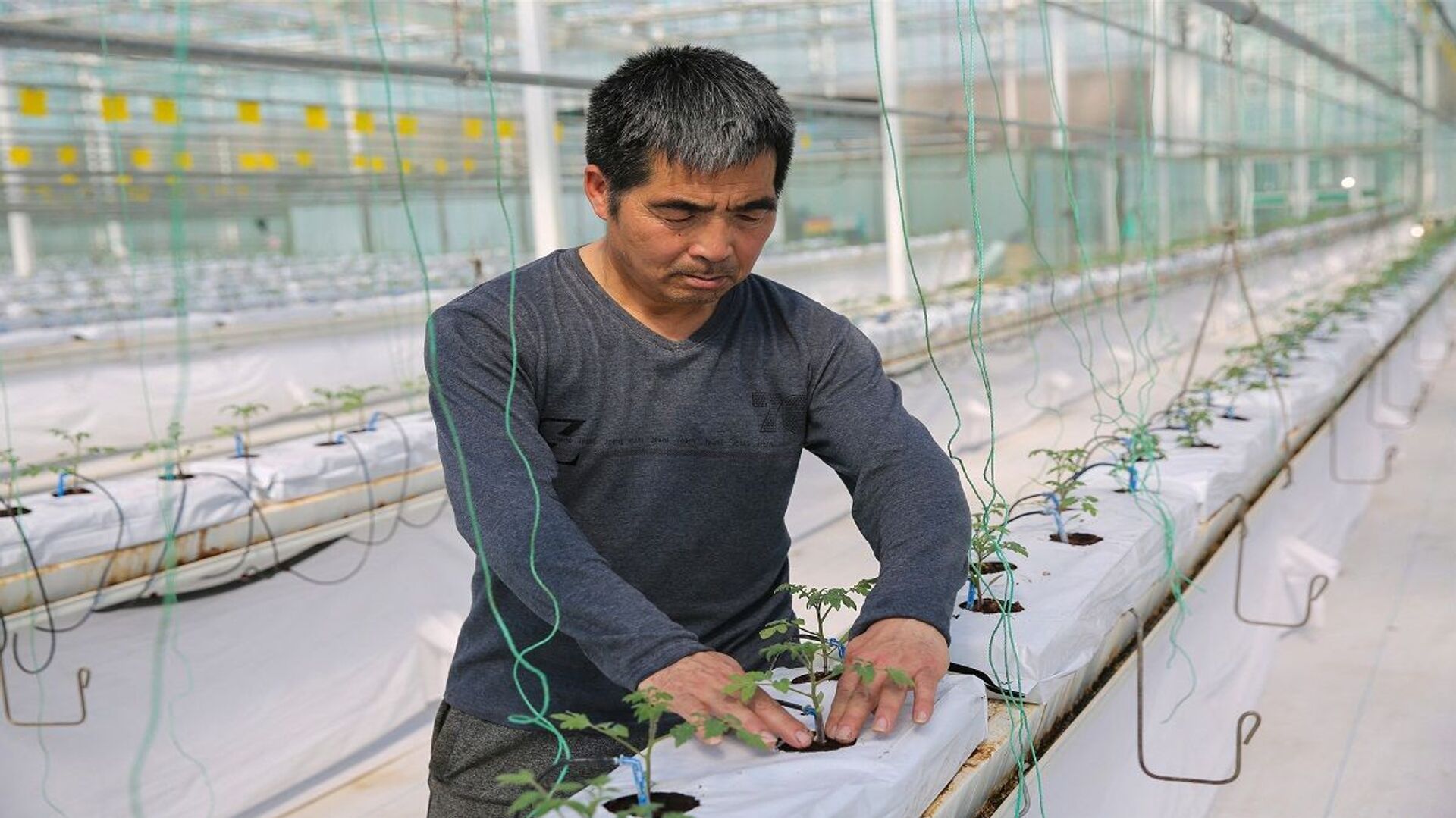 كيف تواجه الصين أزمة نقص الغذاء بتقنية الصوبات الزجاجية؟ - سبوتنيك عربي, 1920, 06.06.2021