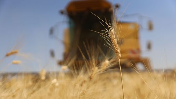 الحصاد بدأ مجددا.. هل تعود سوريا إلى تصدير القمح؟ - سبوتنيك عربي