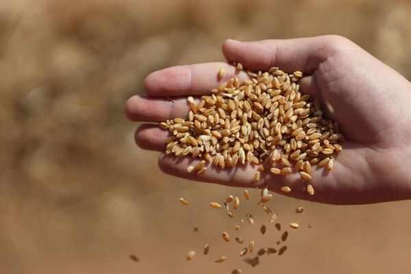 الحصاد بدأ مجددا.. هل تعود سوريا إلى تصدير القمح؟ - سبوتنيك عربي