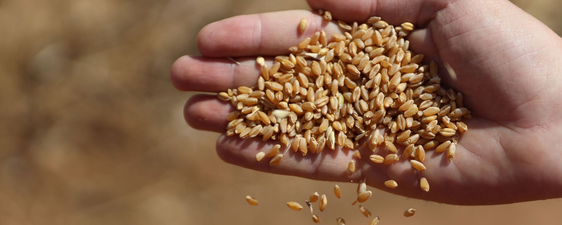الحصاد بدأ مجددا.. هل تعود سوريا إلى تصدير القمح؟ - سبوتنيك عربي, 1920, 24.02.2022