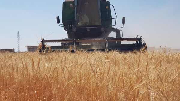 الحكومة السورية تصحو متأخرة لإنقاذ موسم القمح شرقي سوريا - سبوتنيك عربي