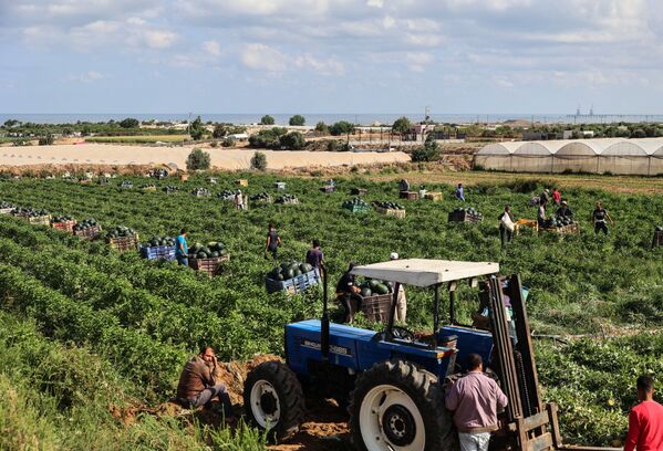 حصاد البطيخ في بيت لاهيا، شمال قطاع غزة، فلسطين 18 يونيو 2021 - سبوتنيك عربي