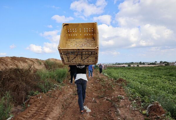 حصاد البطيخ في بيت لاهيا، شمال قطاع غزة، فلسطين 18 يونيو 2021 - سبوتنيك عربي