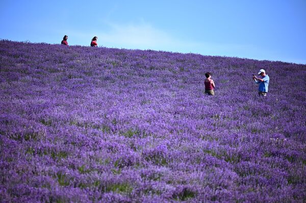 أشخاص يتقطون صوراً وسط حقل لافاندر في سلا سان جيوفاني، بالقرب من كونيو، شمال غرب إيطاليا 29 يونيو 2021 - سبوتنيك عربي
