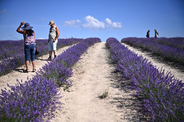 أشخاص يسيرون وسط حقل لافندر ويلتقطون الصور في سلا سان جيوفاني، بالقرب من كونيو، شمال غرب إيطاليا 29 يونيو 2021 - سبوتنيك عربي