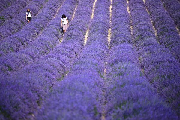 أشخاص يسيرون وسط حقل لافندر في سلا سان جيوفاني، بالقرب من كونيو، شمال غرب إيطاليا 29 يونيو 2021 - سبوتنيك عربي