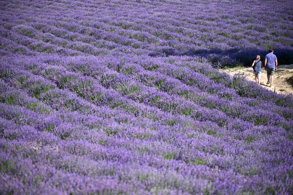  أشخاص يسيرون وسط حقل لافندر في سلا سان جيوفاني، بالقرب من كونيو، شمال غرب إيطاليا 29 يونيو 2021 - سبوتنيك عربي