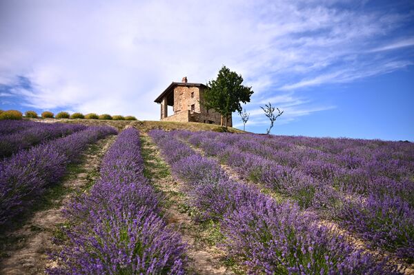  حقل لافاندر في سلا سان جيوفاني، بالقرب من كونيو، شمال غرب إيطاليا 29 يونيو 2021 - سبوتنيك عربي