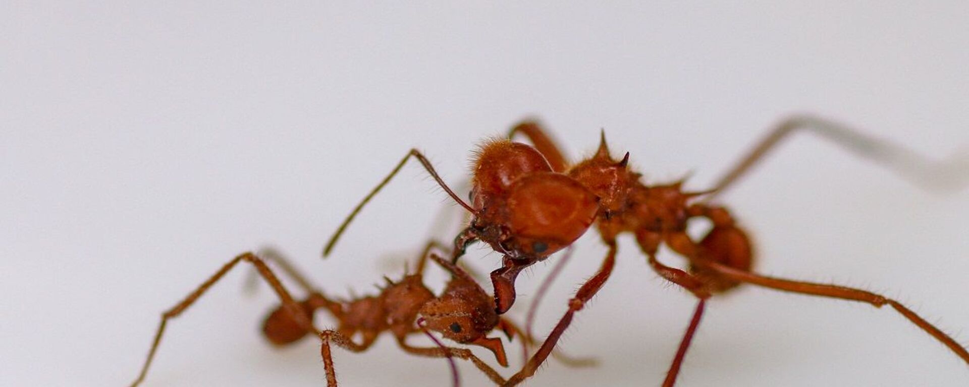 حشرات النمل - سبوتنيك عربي, 1920, 28.12.2022