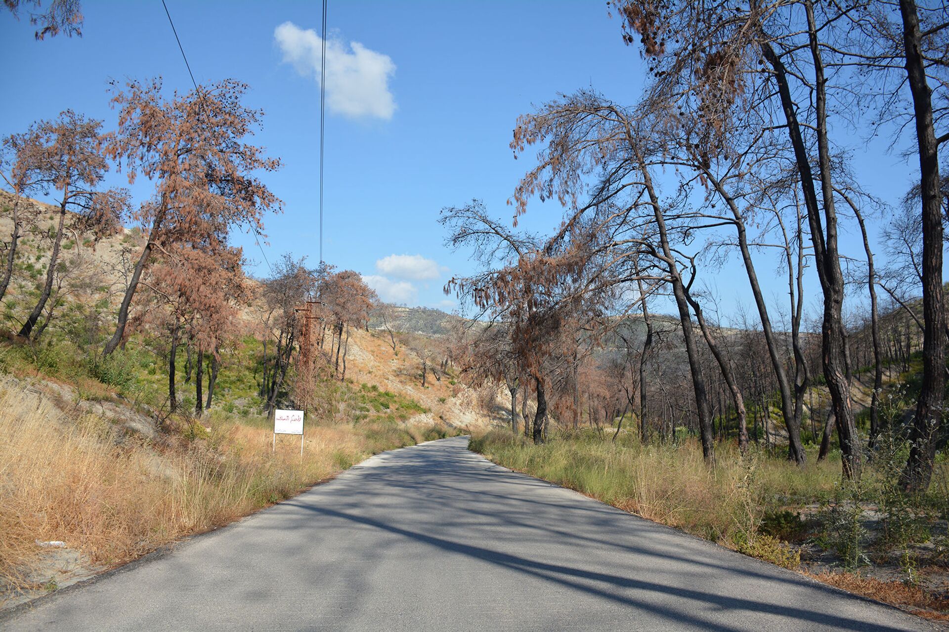 حصن مائي لتحييد الغابات السورية عن سيناريو الحرائق - سبوتنيك عربي, 1920, 06.07.2021