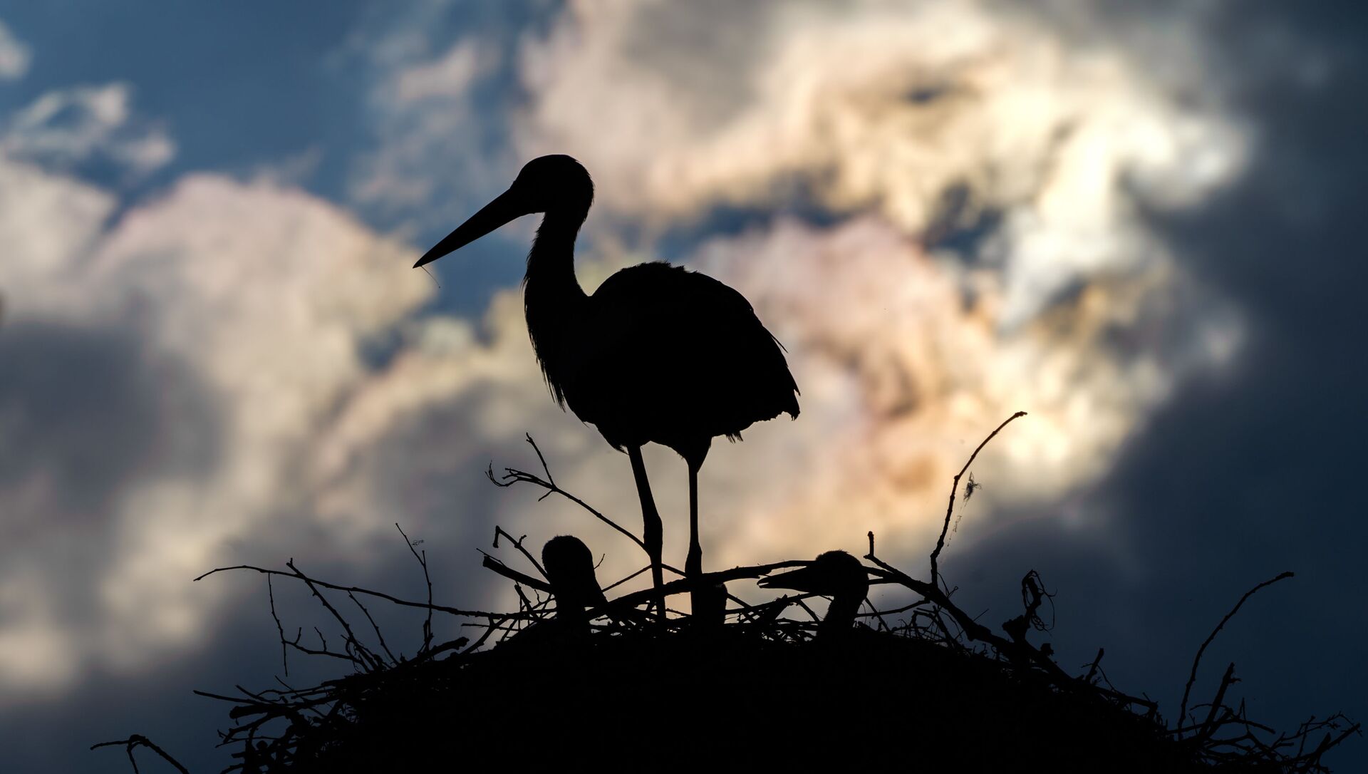 طائر يقف فوق عشه طائر يقف فوق عشه - سبوتنيك عربي, 1920, 08.07.2021
