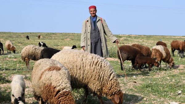 مسن تونسي يعمل في رعي الأغنام - سبوتنيك عربي