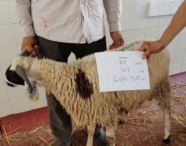 بيع الأضاحي عبر الإنترنت في تونس - سبوتنيك عربي