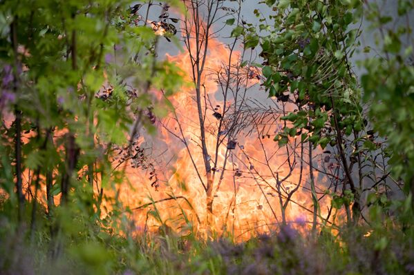 غابة تشتعل في حي سياموزيرا في كاريليا، روسيا 18 يوليو 2021 - سبوتنيك عربي