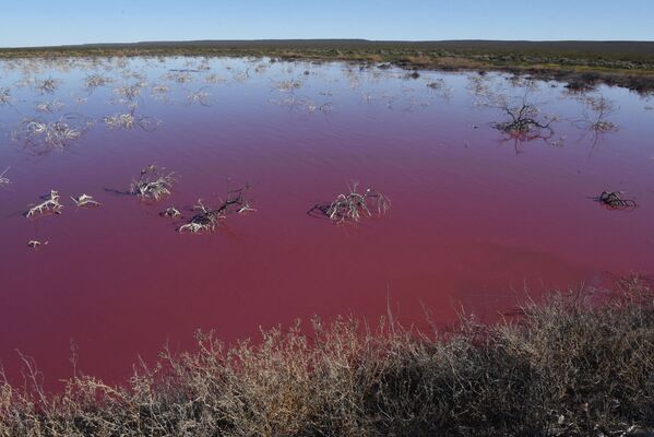 بحيرة وردية في محافظة تشوبوت، الأرجنتين 23 يلويو 2021 - سبوتنيك عربي
