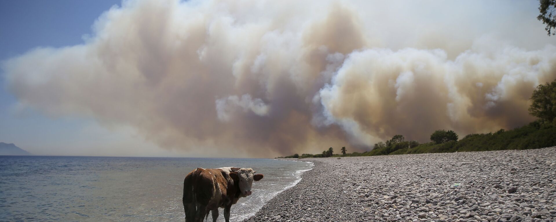 أهالي و حيوانات المناطق المتضررة من حرائق الغابات في تركيا، 2 أغسطس 2021 - سبوتنيك عربي, 1920, 27.07.2025