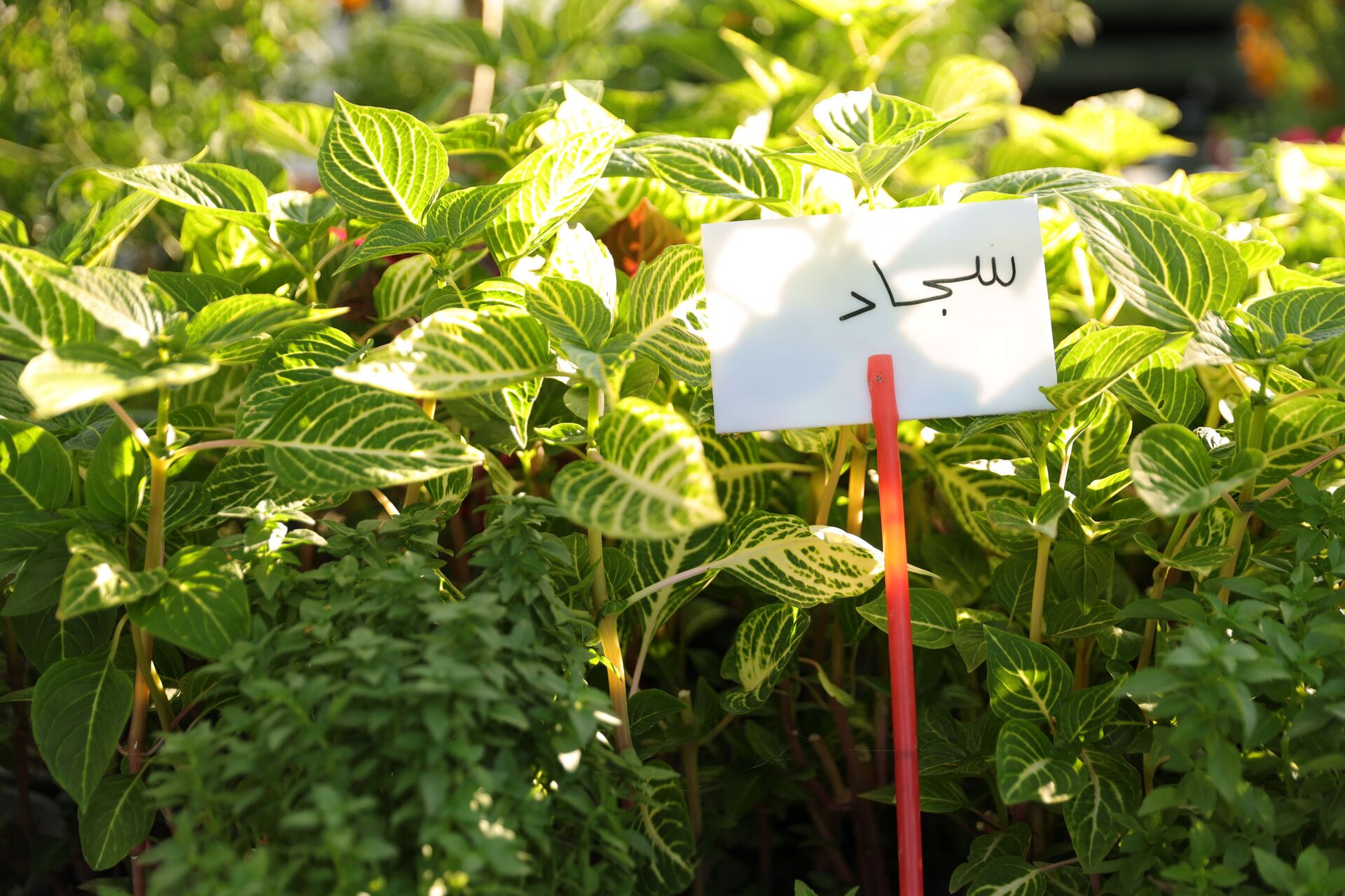 الزهور السورية تنشر عبيرها في السعودية وقطر وتركيا... صور وفيديو - سبوتنيك عربي, 1920, 04.08.2021