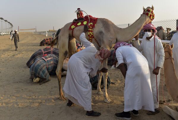 فحص الإبل قبل انطلاق المسابقة في مدينة الطائف السعودية - سبوتنيك عربي