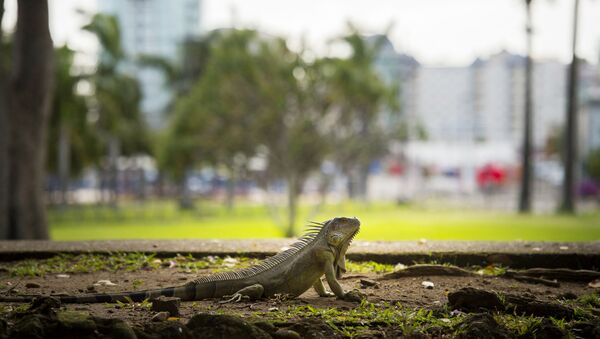 حيوان الإغوانا الزاحف - سبوتنيك عربي