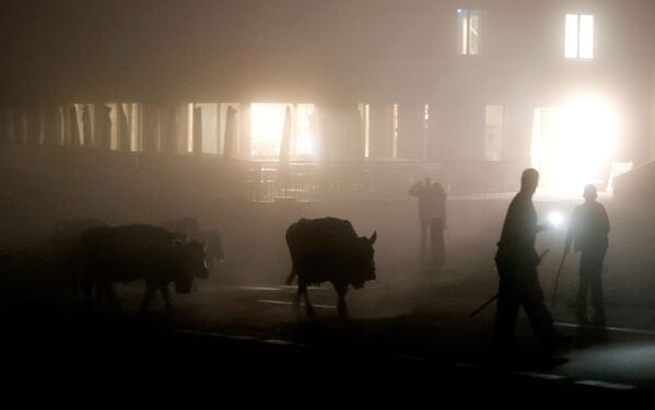 الرعاة وأبقارهم يعبرون قمة كلاوسن باس في طريقهم إلى وادي أورنيربودن في جبال الألب السويسرية بعد إقامتهم الصيفية في المروج العالية بالقرب من كلاوسن باس، سويسرا، 28 أغسطس 2021 - سبوتنيك عربي